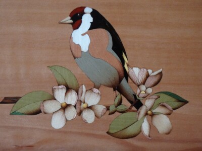 Chardonneret sur fleurs de pommier Chardonneret sur fleurs de pommier