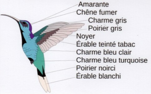 Marqueterie Colibri Marqueterie Colibri